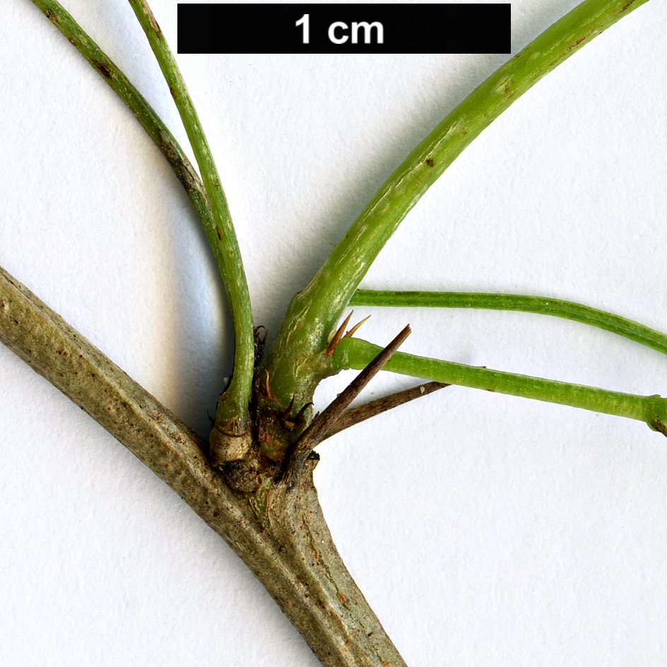 High resolution image: Family: Fabaceae - Genus: Vachellia - Taxon: horrida